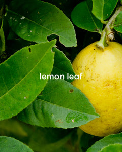 Yellow lemon among green leaves with overlaid text 'lemon leaf'.